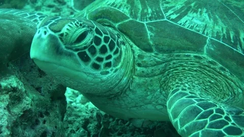 Close-up of green turtle looking disapproving Video stock 94161956