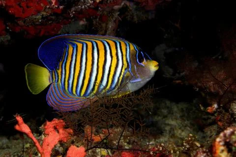 Close-up of a Green turtle Stock Photos