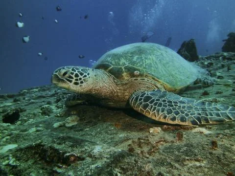 Close up of a green turtle resting on ship wreck, Hilo, HI, USA Stock Photos