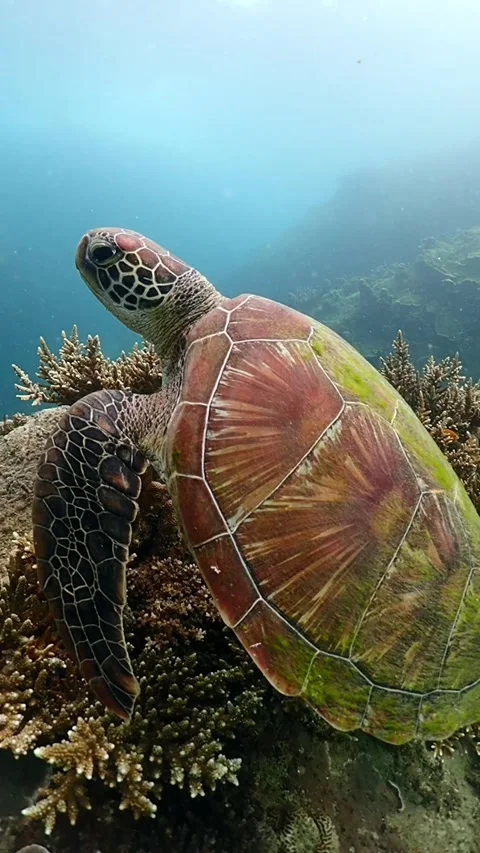 Close up green turtle in slow motion 4k Video stock 249675277