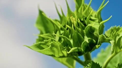 Close-up of Green Unblown Sunflower Bud Against Blue Sky 2 Stock Footage 339300941