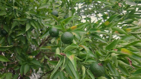 Close-up of green unripe citrus fruit hanging on a tree branch among leaves, Stock Footage 344818449