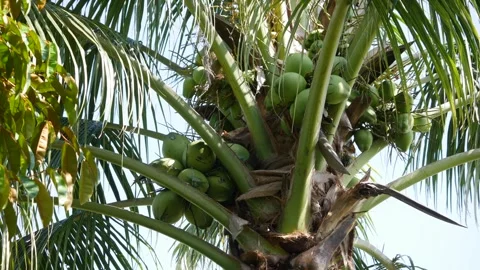 Close-up of green unripe coconuts clustered on a coconut palm with tropical leav 스톡 동영상 341863772