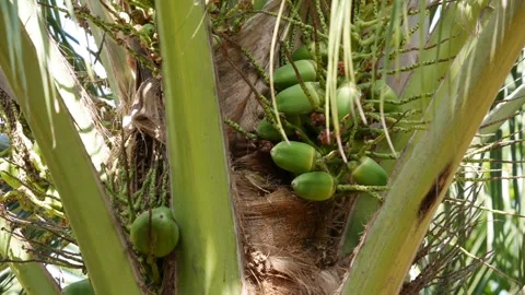 Close up of green unripe coconuts growing in clusters on a palm tree with leafy Stock Footage 341111747