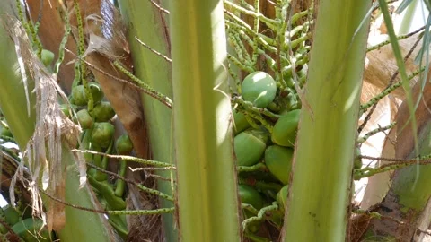 Close-up of green unripe coconuts growing in clusters on a palm tree in bright t 스톡 동영상 341475358