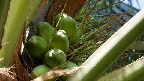 Close-up of green unripe coconuts growing in a cluster on a palm tree with tropi Video stock 342261395