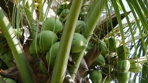 Close up of green unripe coconuts growing in clusters on a tropical palm tree. P Stockbeeldmateriaal 344626966