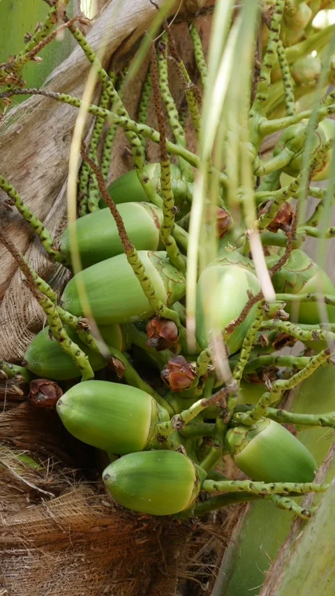 Close-up of green unripe coconuts growing in a cluster on a coconut palm with de Stock Footage 344710809