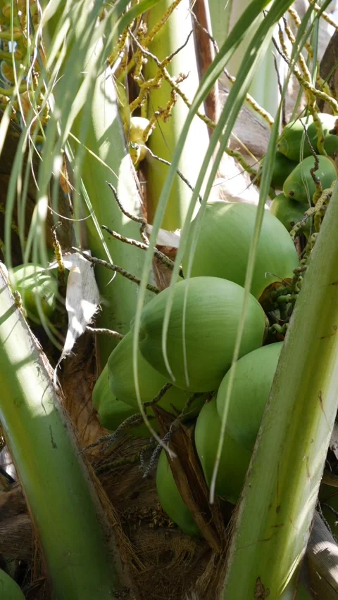 Close-up of green unripe coconuts growing in a cluster on a coconut palm outdoor Stockbeeldmateriaal 344942983