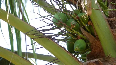 Close-up of green unripe coconuts growing in a cluster on a coconut palm against Stockbeeldmateriaal 345101746