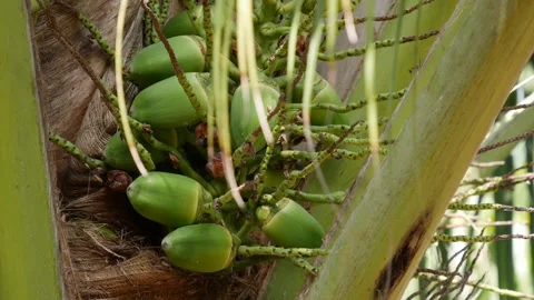 Close-up of green unripe coconuts growing in a cluster on a palm tree with tropi Stockbeeldmateriaal 345225199