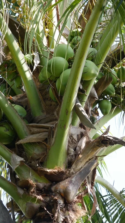 Close-up of green unripe coconuts growing in clusters on a tropical palm tree. N Stock Footage 346246452