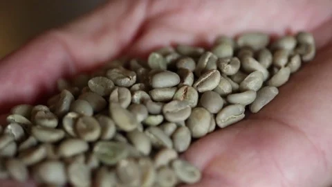Close up of green unroasted coffee in palm of hand. Stock Footage