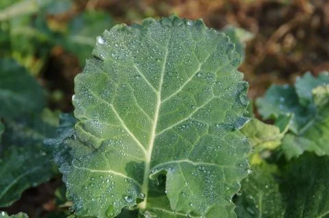 A Close-up of a Green Vegetables in the Fields Stock Photos