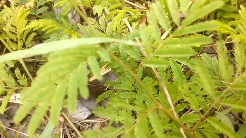 Close-up of Green Vegetation in Nature Vídeos de archivo 332157185
