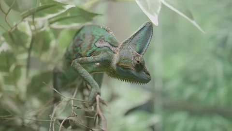 Close up of a green veiled chameleon lizard Stock Footage 88624659