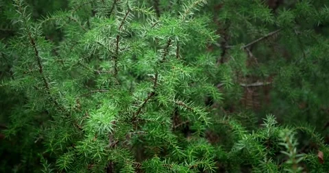 Close green vibrant spruce Stock Footage 165300841