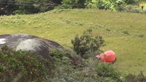 Close up of green view Vídeos de archivo 105186153