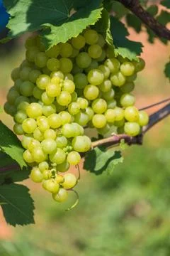 Close up of green Vine of grapes under the sun Stock Photos