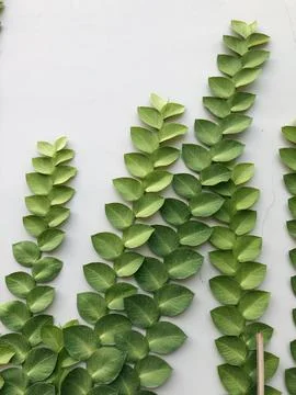 Close Green Vine Leaf Pattern on Minimal White Botanical Wall Stock Photos