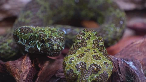 Close up of green viper  Stock Footage 254174007
