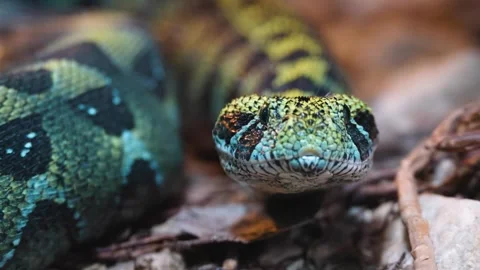 Close up of green viper Stock Footage 263604325