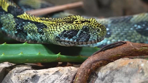 Close up of a green viper Stock Footage 263901412
