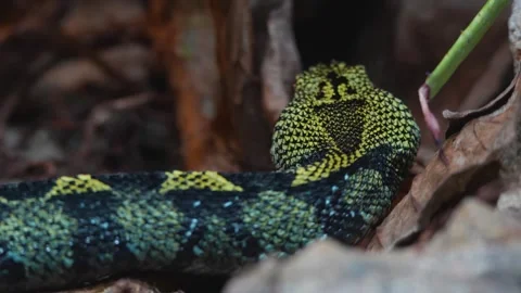Close up of a green viper head Stock Footage 263053946