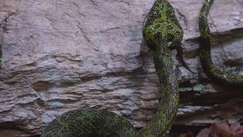 Close up of green viper snake Stock Footage 254168148