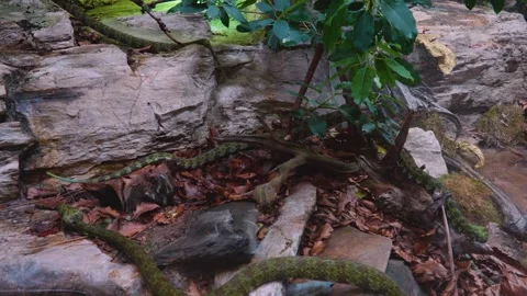 Close up of green vipers Stock Footage 254174042