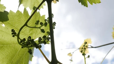 Close-up of green Vitis plant with tiny fruit against blue sky Stock Footage 76649568
