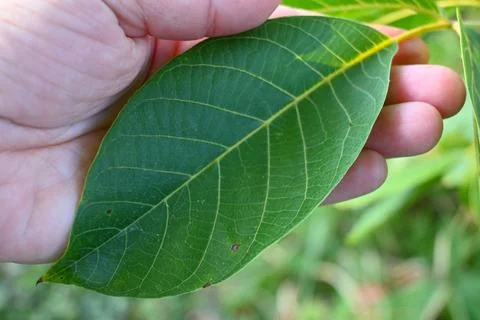 Close-up of a green walnut leaf held by hand Stock Photos
