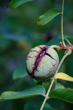 Close-up of green walnut ripening on a tree with cracked husk, harvest and agric Stock Photos
