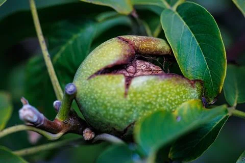 Close-up of green walnut ripening on a tree with cracked husk, harvest and agric Stock Photos