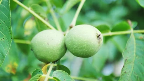 Close up of green walnuts on a tree branch Stock Footage 161026120