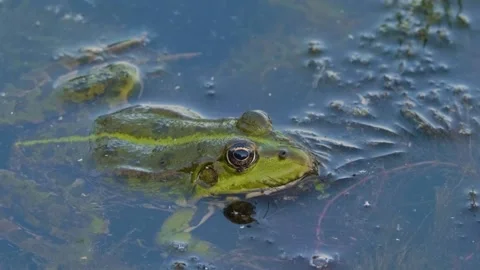 Close-up of a Green Water Frog in the Ros River, Ukraine Stock Footage 326375230