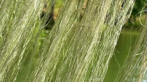 Close up of green water plants moving with the breeze near a river Stock Footage 339500744