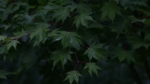 Close up of green wet maple leaves swaying in wind in gloomy weather Stock Footage 280170382