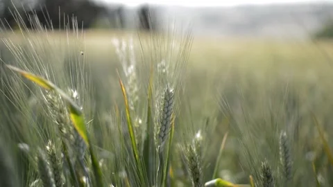 Close-up green wheat corn in a field in ukraine 動画素材 196437788