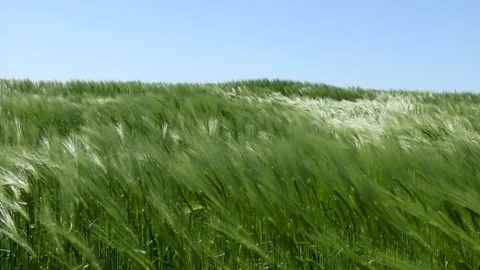 Close up of green wheat crop blowing in the wind on the field. Stock Footage 130492841