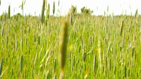 Close-up of green wheat. Delayed shooting. Rural area Stock Footage 90660894