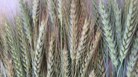 Close-up of green wheat ears and stalks after harvest 스톡 동영상 329615573