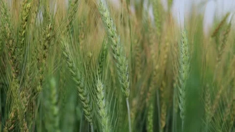 Close-up of green wheat ears growing in a field under a clear sky 스톡 동영상 329369285
