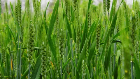 Close-up of Green Wheat Ears Growing in Lush Field Stock-Footage 335141455