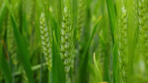 Close-up of Green Wheat Ears Growing in Lush Field Stock-Footage 335142436