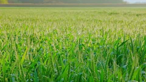 Close-up of Green Wheat Ears with Sparkling Morning Dew 4K Vídeos de archivo 332082894