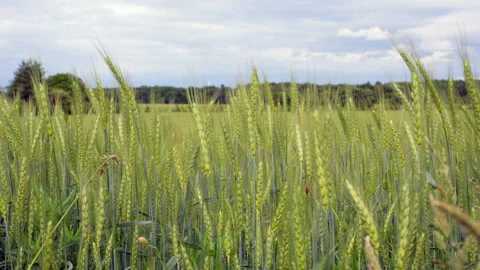Close-Up of Green Wheat Ears Swaying in Wind Stock Footage 315660209