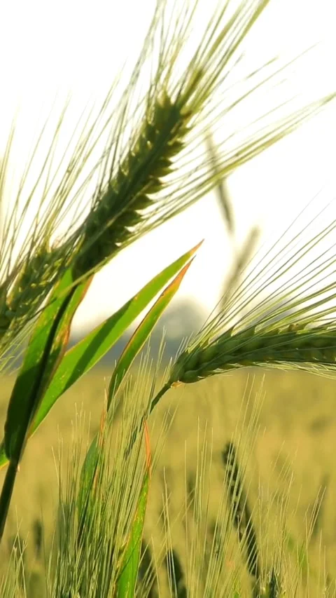 Close up of green wheat ears swaying in wind Video stock 331991785