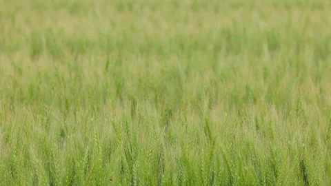 Close-up of green wheat ears swaying in the wind with a ladybug Vídeos de archivo 332740290