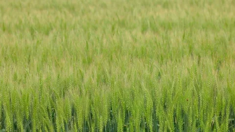 Close-up of green wheat ears swaying in the wind with a ladybug Stock Footage 332740349